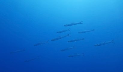 School of fish on a background of blue sea underwater